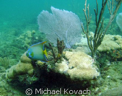 Queen Angelfish on the Inside Reef at Lauderdale by the Sea by Michael Kovach 